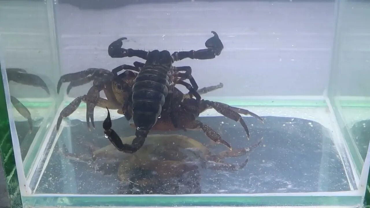 Crab vs Scorpion Underwater - Caranguejo vs Escorpião-19