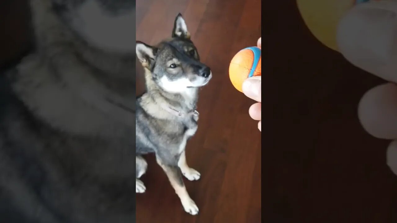 Taunting Zara with her favourite ball #shibainu #shorts