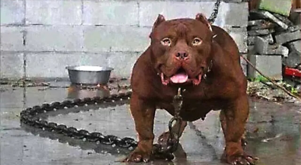 TOP 10 MOST DANGEROUS DOGS IN THE WORLD