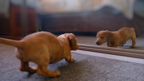 A Dog Fights With His Reflection In The Mirror