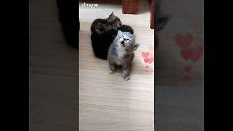 So many cute kittens videos compilation 2021 1