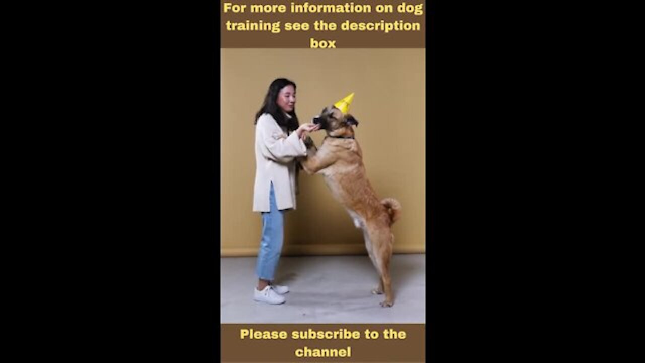 Best way to train your dog!