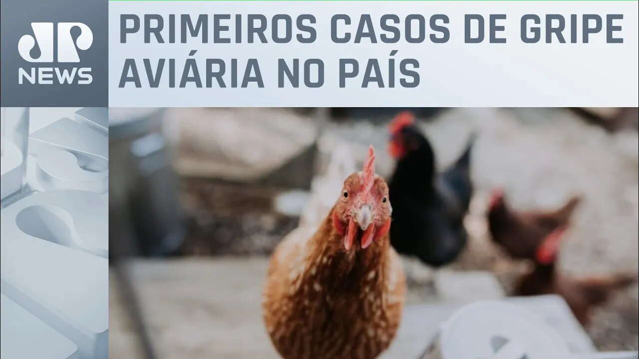 Entenda decreto de emergência zoossanitária dado pelo Ministério da Agricultura