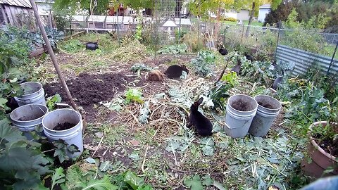 Garden Invasion: Rabbits Reclaim the Harvest!