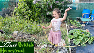 Vegetable harvesting/summer gardening tips: Allotment Garden