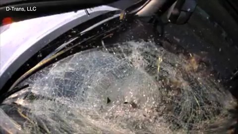 Video shows turkey hitting windshield of semi traveling on I-75 in Sarasota County