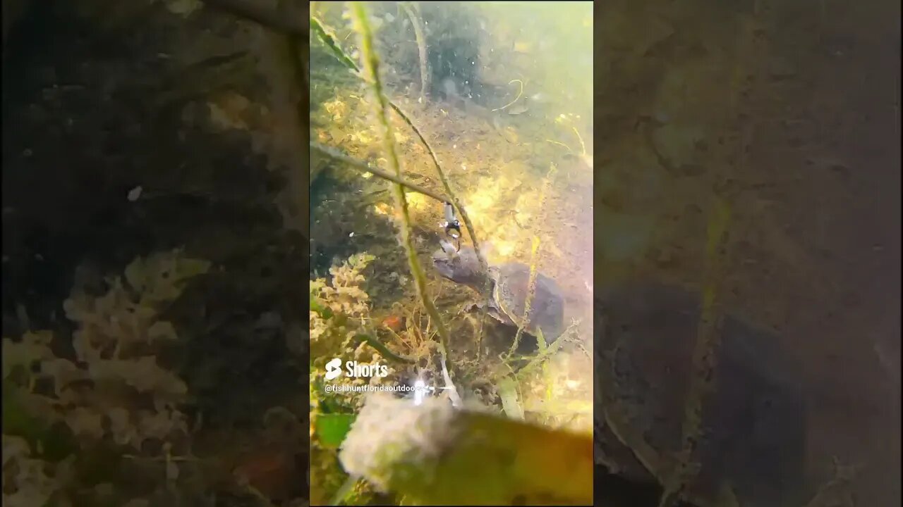 Snapping Turtle #fishing