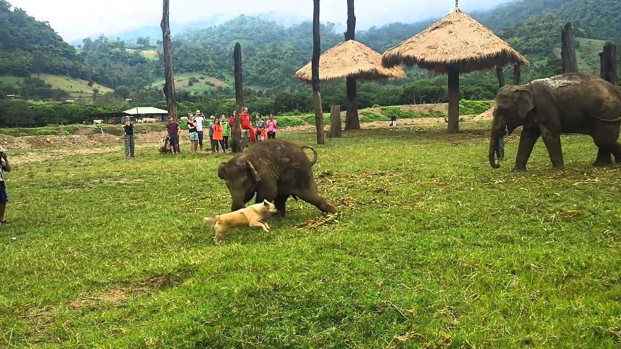 Cute Baby Elephant Gets Frustrated After Chasing A Dog In Thailand