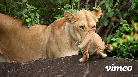 Welcome home (Karibu Kenya)