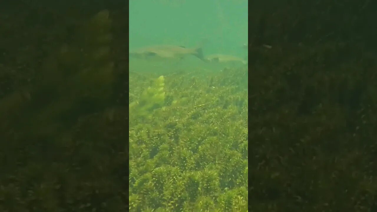 🐟 Freshwater Fish 🐟 at Wakulla Springs 18 #shorts