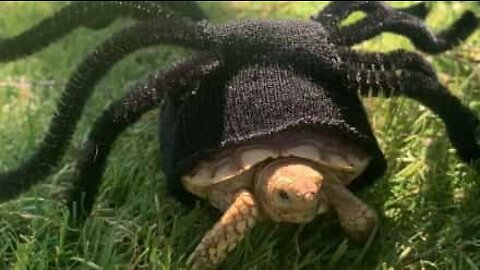 Turtle wears spider costume for Halloween