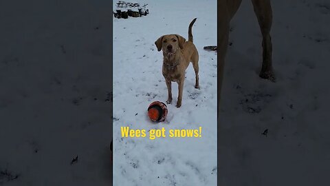 Finally! Wees got snows! #happydog #letsplay #welovesnow