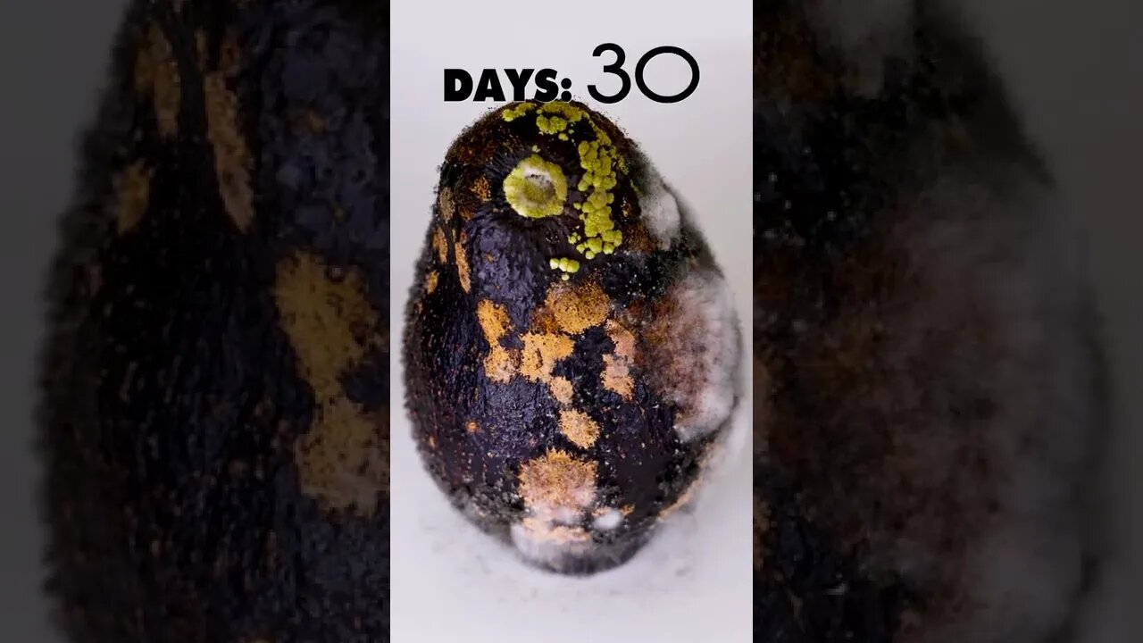 It molds from the inside 🧐 #shorts #avocado #viral #timelapse