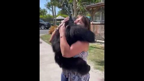 Chimpanzee showing gratitude and love towards the couple by hugging them who rescued him