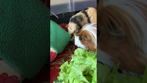 My Guinea pigs enjoy fresh greens