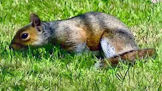 IECV NV #246 - 👀 Squirrel 🐿️ In The Yard Exploring 7-31-2016