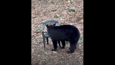 Black Bear Sits on a Chair Like a Human