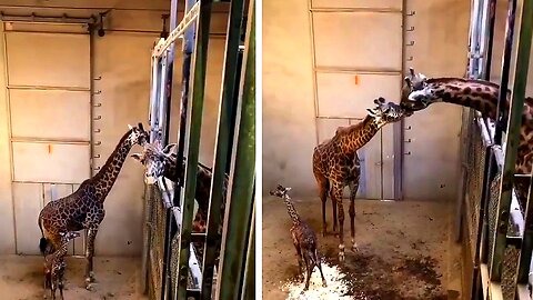 Proud Giraffe Daddy Meets his Newborn Calf!