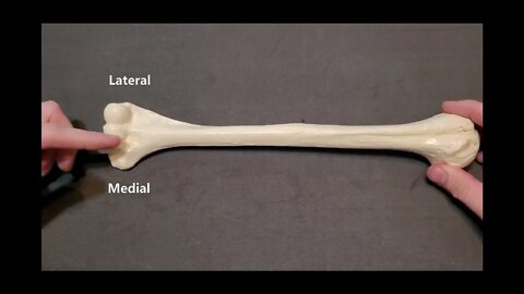 Identification of Bony Landmarks - Humerus