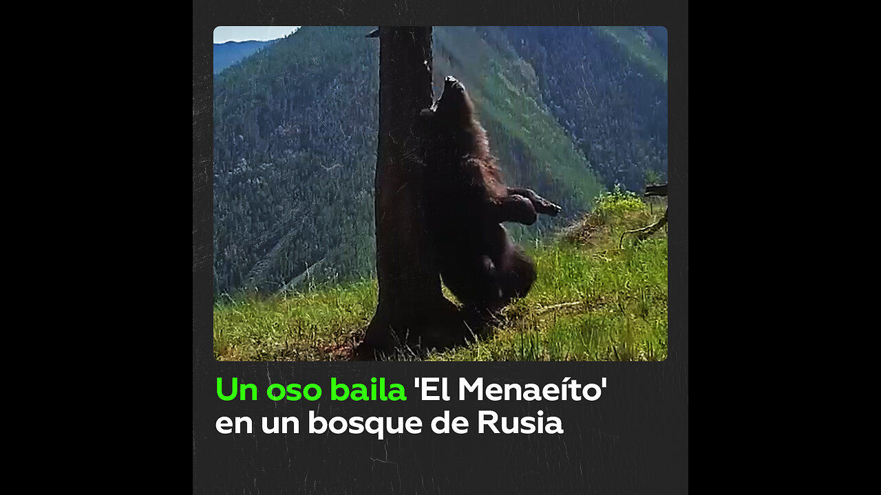 Un oso se prepara para un fin de semana ‘bailando’