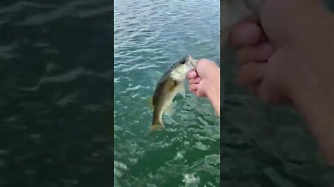 Another fish on the boat