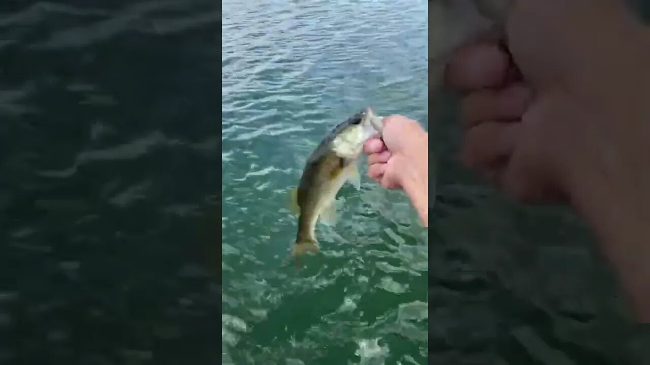 Another fish on the boat