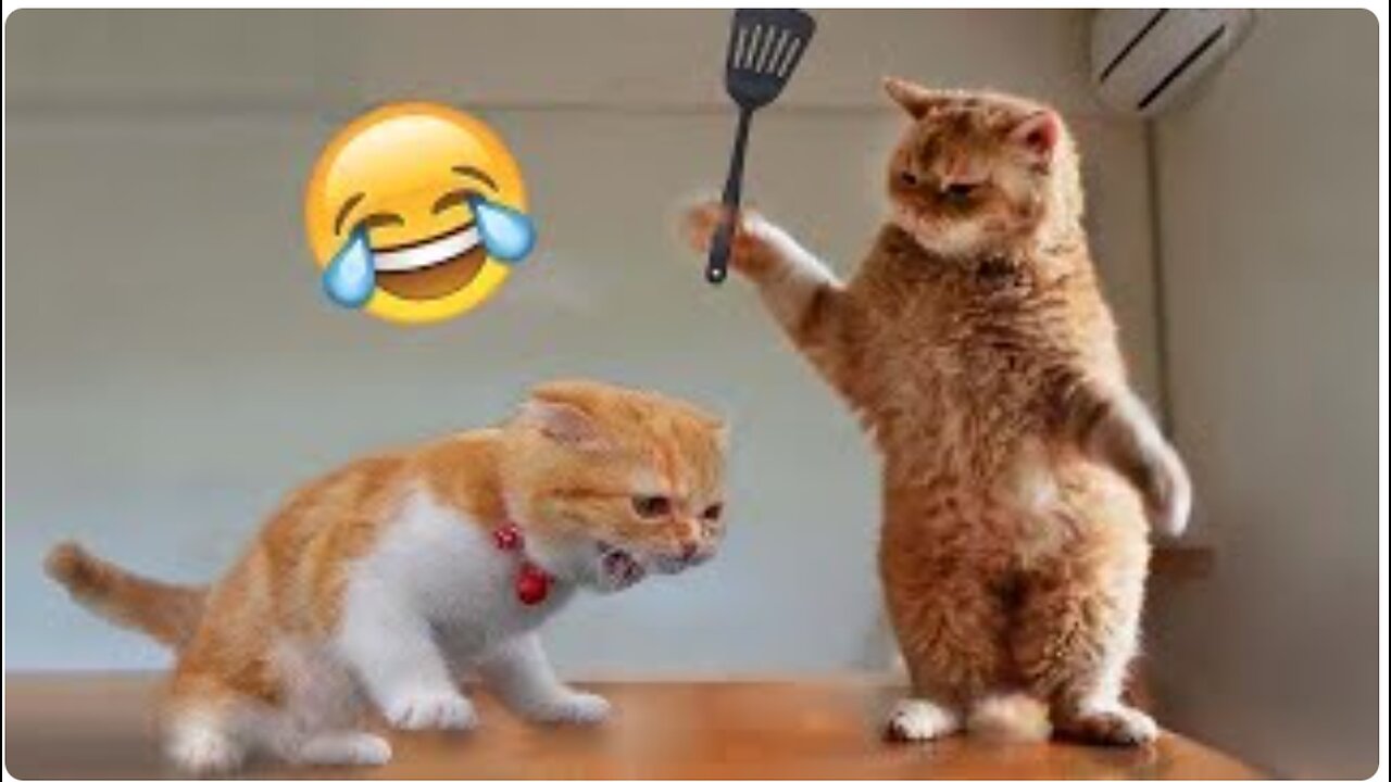 Funny Cats And Dogs Videos 😂 #4 - Best Funniest Animal Videos 2023 😅 Funny Cats And Dogs Videos 😂