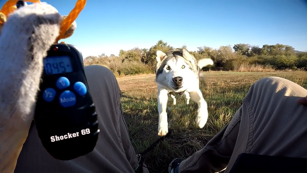 Siberian Husky Reacts To Electric Training Collar | Electric Training Collar