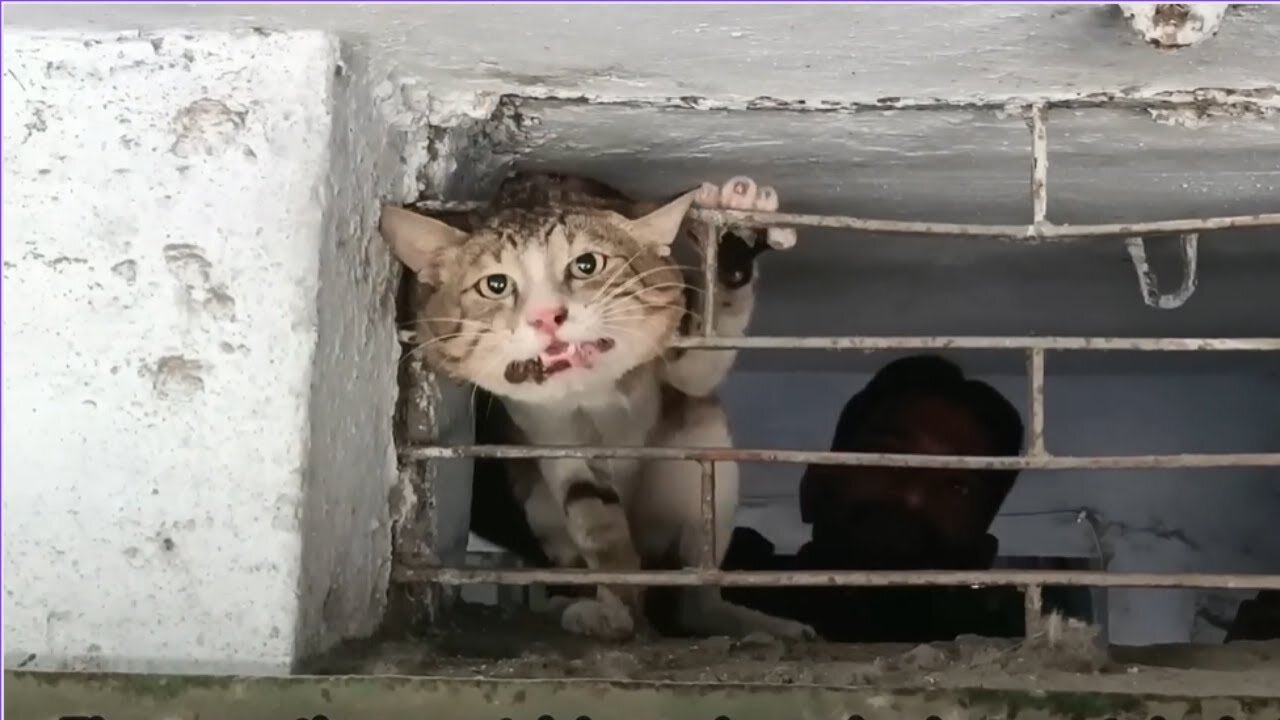 The cat's head is trapped in the metal grille 😿