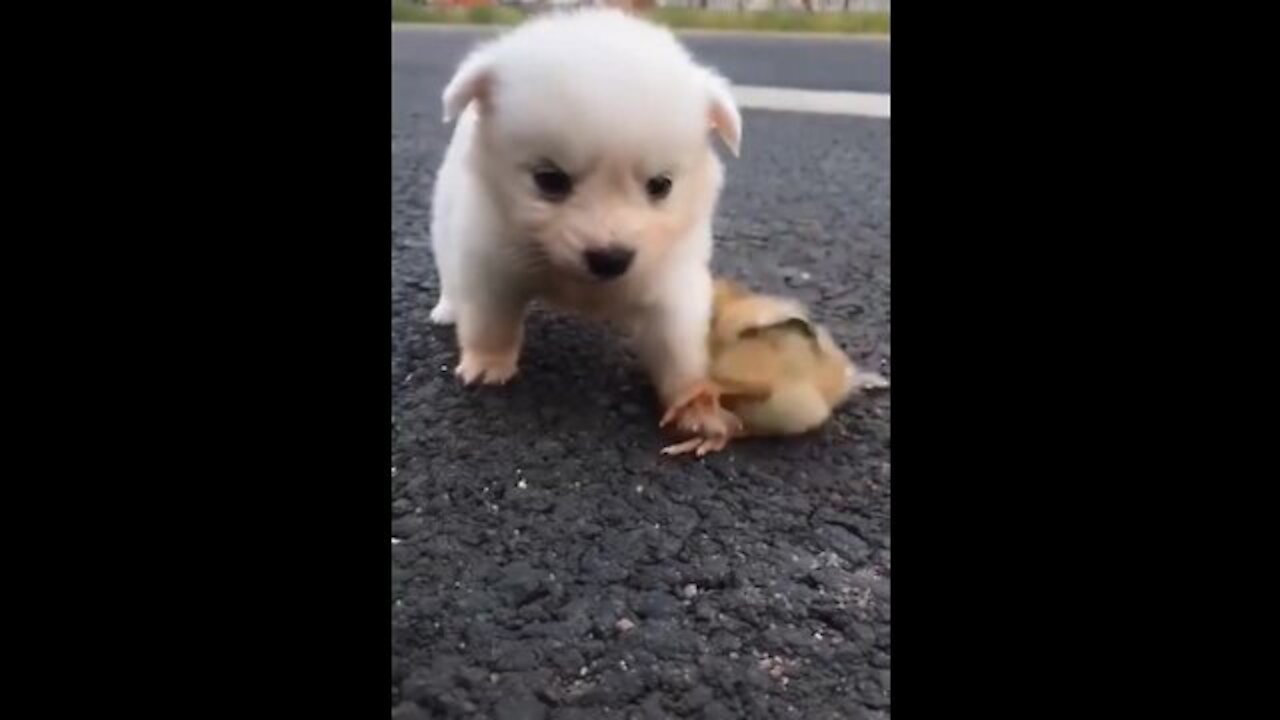 #shorts​ cute small dog playing running army |kutta ka baccha| cuteness loaded |love animal #animal​