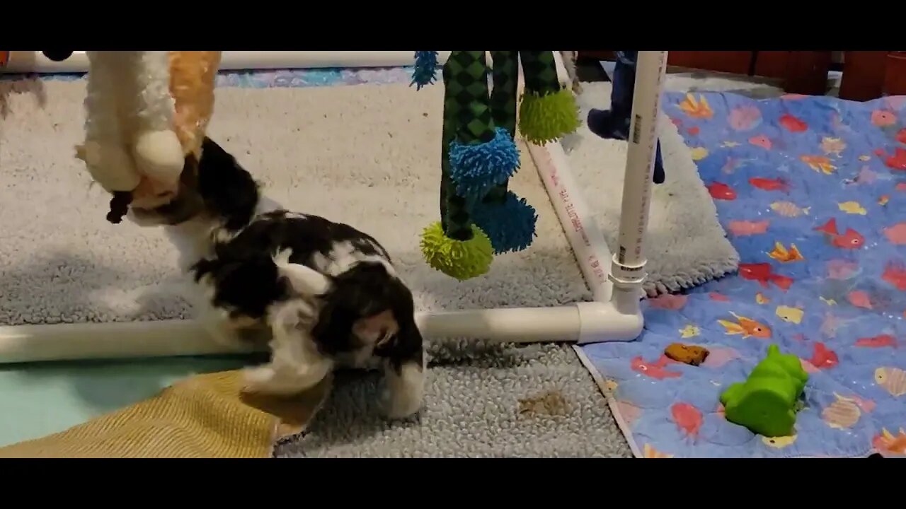 Playtime for the T & V Litters(4)
