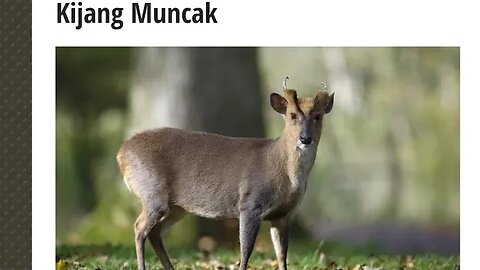 KIJANG Muncak