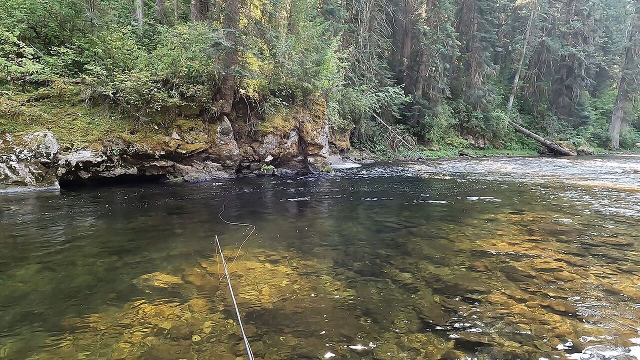 Stream full of trout!