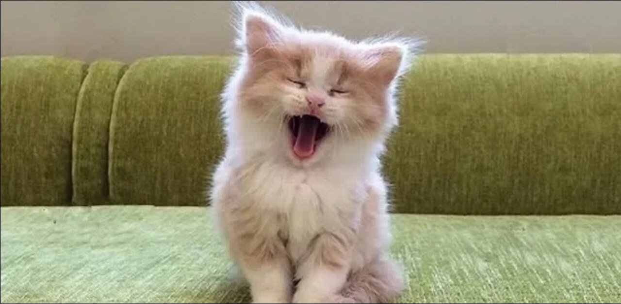 OMG super cute animal funny compilation
