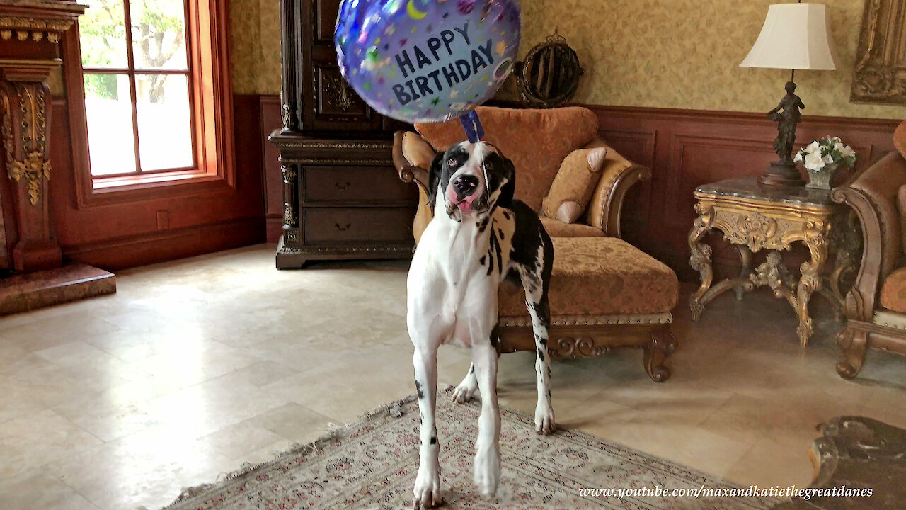 Funny Great Dane Figures Out How To Catch Happy Birthday Balloon