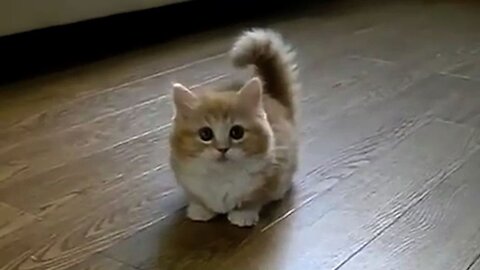 Funny Cat Video