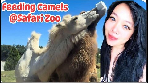 Feeding Camels