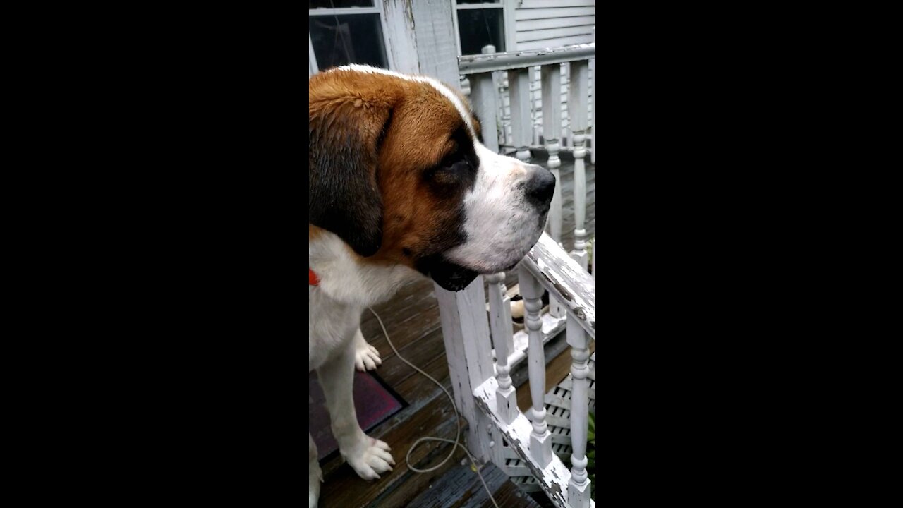 Rover sitter, David Bowie, with Angus (165lb).