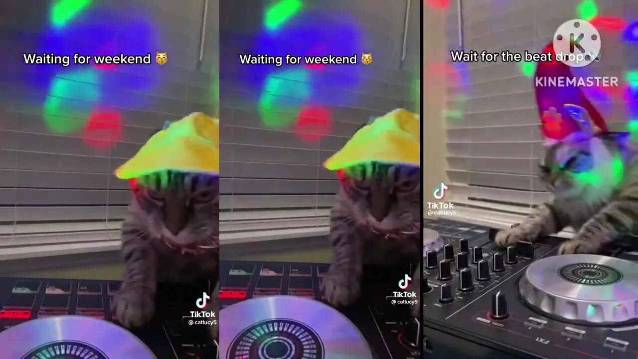 Wait For the Beat Drop - Funny Cats videos - Cat is a dj Tonight