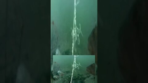 Underwater Footage