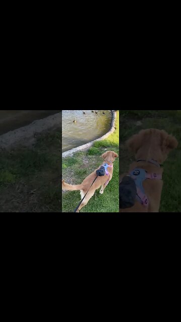 Puppies first trip to a duck pond, SO EXCITED!! #petsofinstagram #puppy