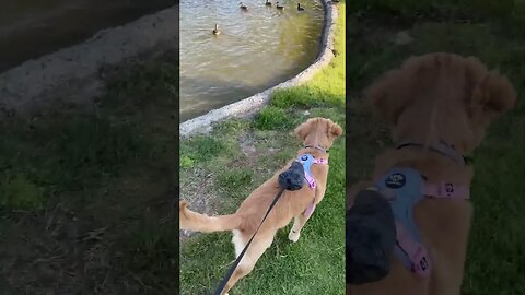 Puppies first trip to a duck pond, SO EXCITED!! #petsofinstagram #puppy