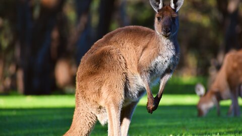 Kangaroo - scenic relaxation film with calming music