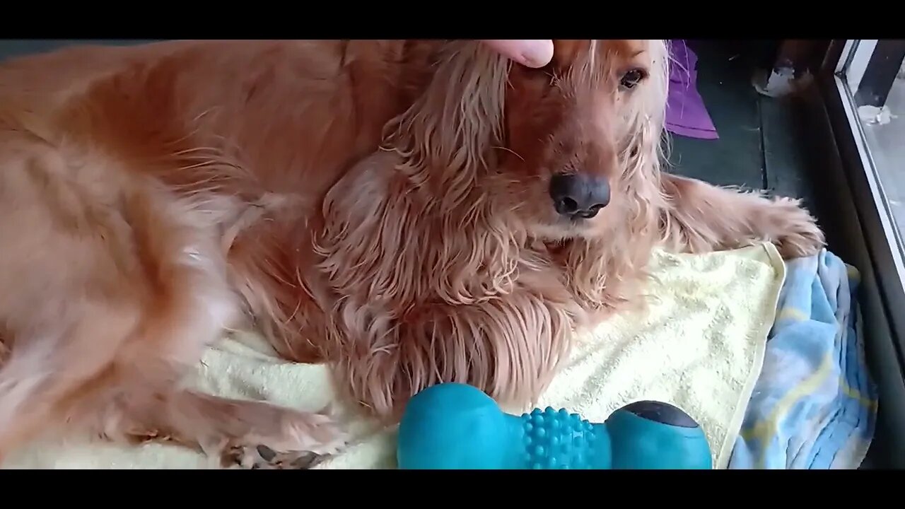 dogshow golden , shorts