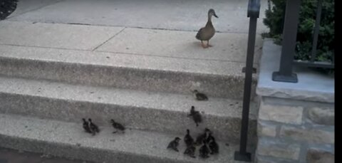 12 Baby Ducklings trying to jump stairs