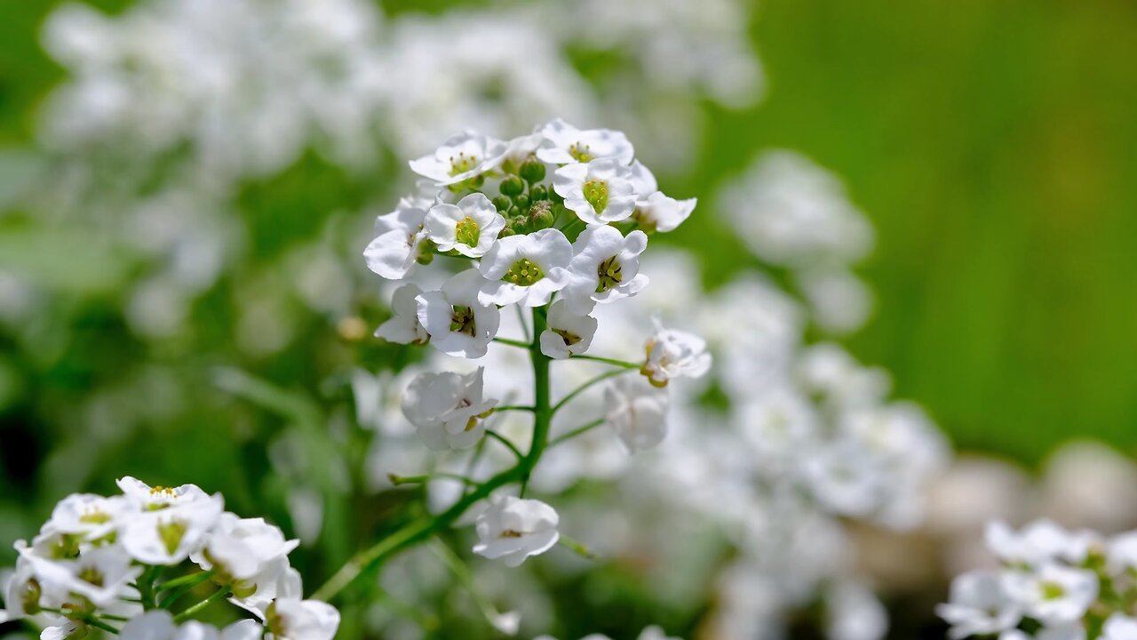 "The Beauty and Fragrance of Alyssum in Your Garden"