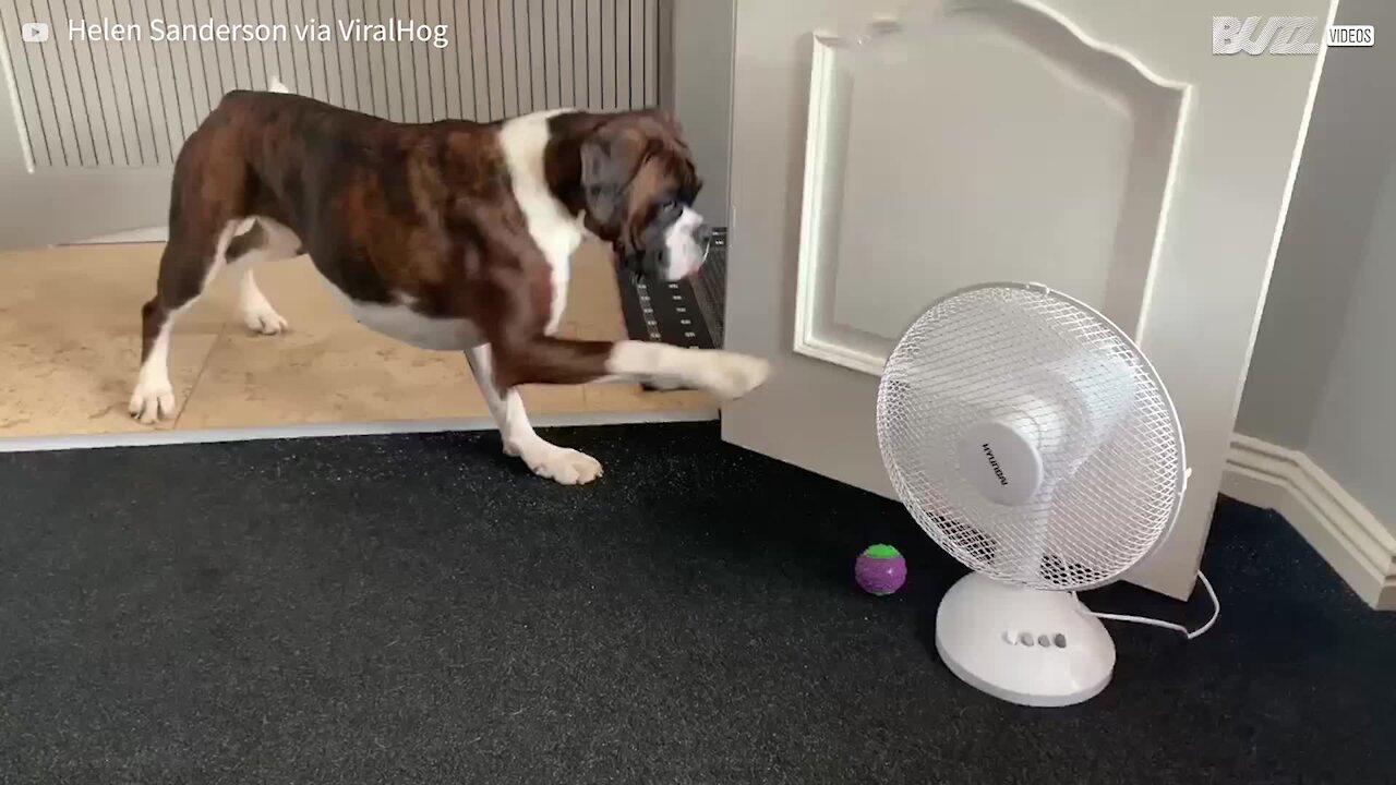 Cão morre de medo do ventilador