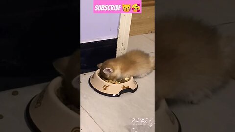 So Cute Cat Baby! eating time sleep || 😽🥰🤣|| #shortsfeed #shorts #shortvideos #short