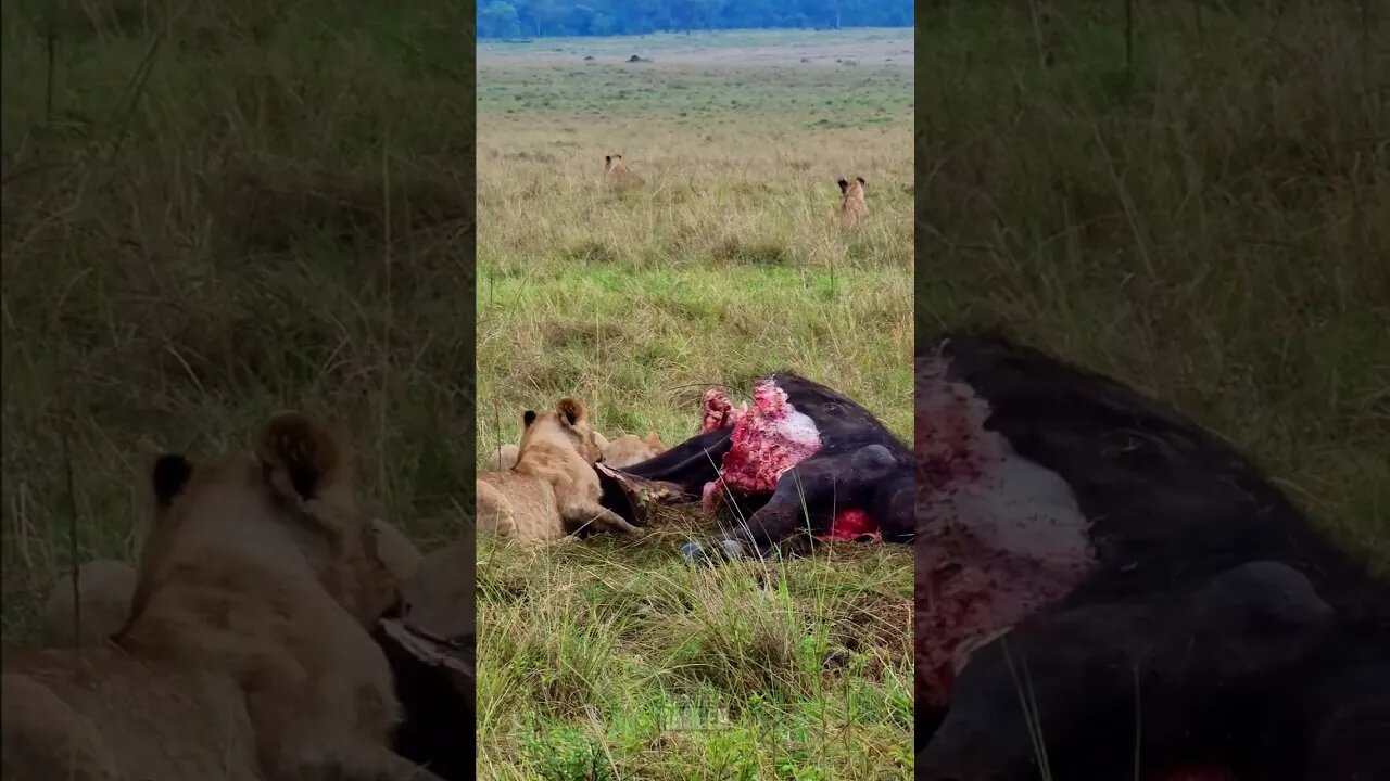 Paradise Lions Eating A Buffalo #shorts | #ShortsAfrica