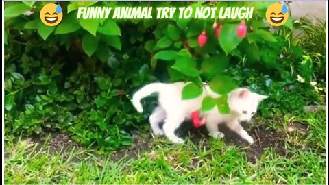 funny animals try to not laugh | funny dog and cat